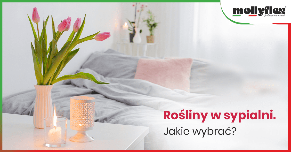mollyflex-Rosliny-w-sypialni.-Jakie-wybrac-blog